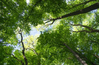 orman manzarası sabah