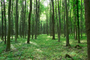 orman manzarası sabah