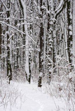 Kışın kar kaplı ağaçlar arka plan