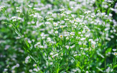 alan soyut çiçek çiçekler