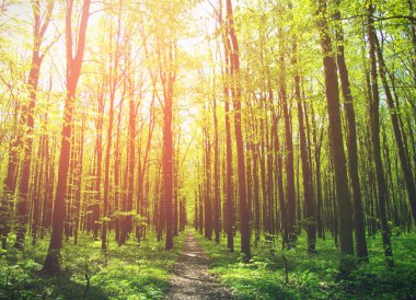 Yeşil orman güneşli bir günde