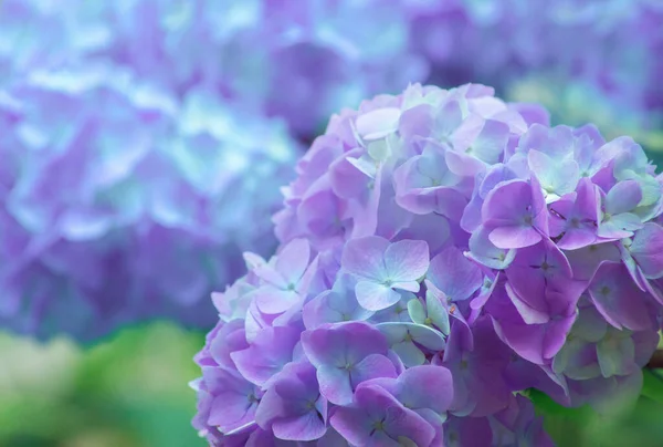 Zbliżenie Kwiatów Hortensji — Zdjęcie stockowe
