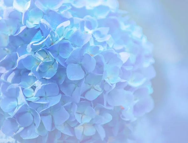 Hydrangea Flowers Close — Stock Photo, Image