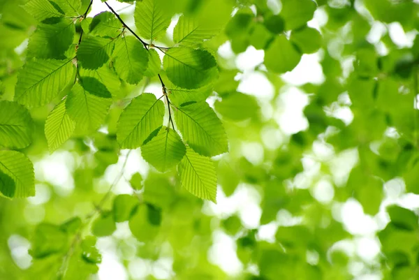 绿色的树叶在绿色背景 — 图库照片