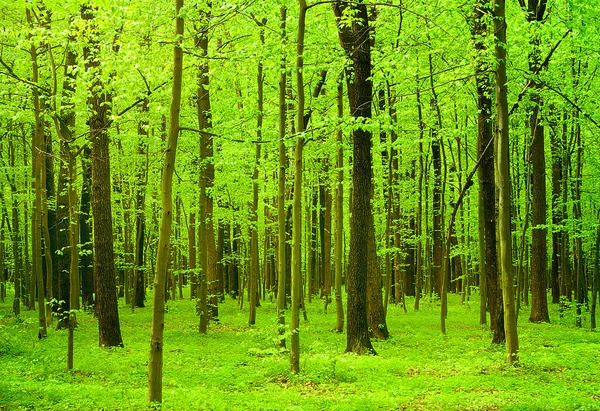 Schöne Waldlandschaft Morgen — Stockfoto