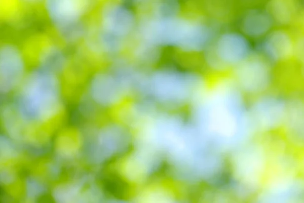 Doğal Yeşil Arkaplan Bulanık — Stok fotoğraf