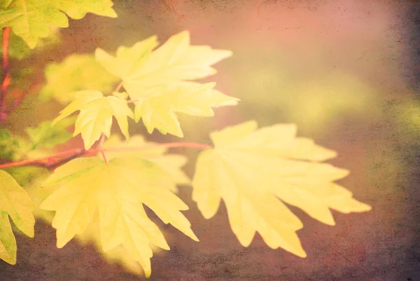 Grunge Hintergrund Mit Herbstblättern — Stockfoto