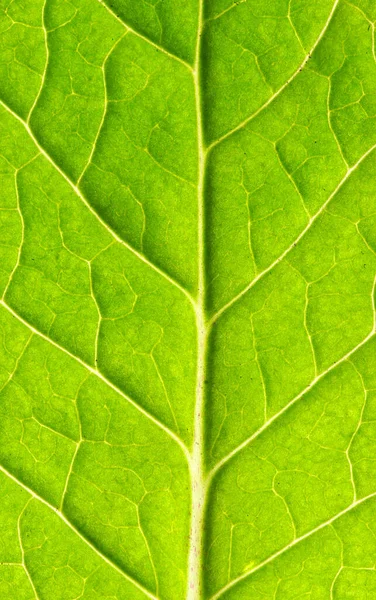 Primer Plano Textura Hoja Verde — Foto de Stock