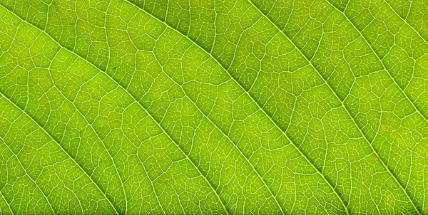 Закрыть Текстуру Зеленого Листа — стоковое фото