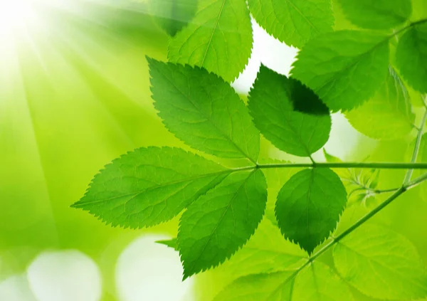 Zelené Listy Zelené Pozadí — Stock fotografie