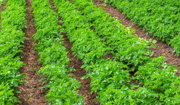 Yeşil patates bitkisi. Arkaplan dokusu.