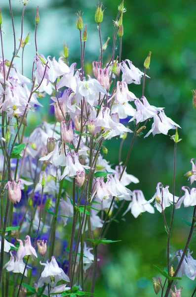草原に咲くブルーベルの花 — ストック写真