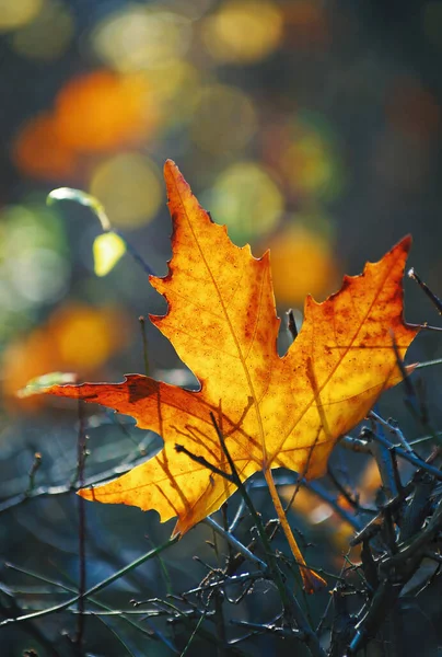 Liść Klonowy Żółty Ziemi Jesieni Światło Słoneczne — Zdjęcie stockowe