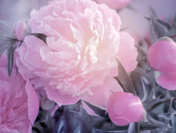 Closeup Peony Flowers — Stock Photo, Image
