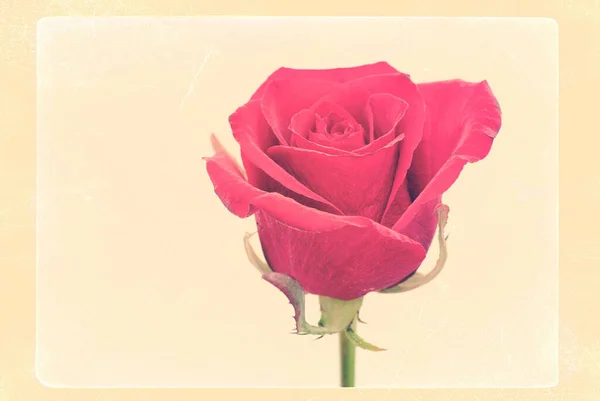 Червона Троянда Ізольована Білому Тлі — стокове фото