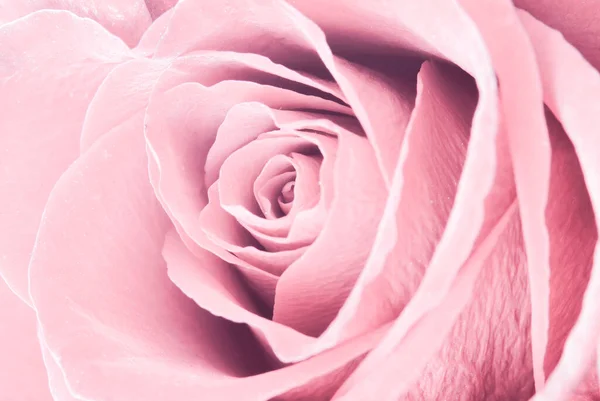 Makroaufnahme Der Dunkelroten Rose — Stockfoto