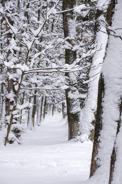 Winterbesneeuwde Bomen — Stockfoto