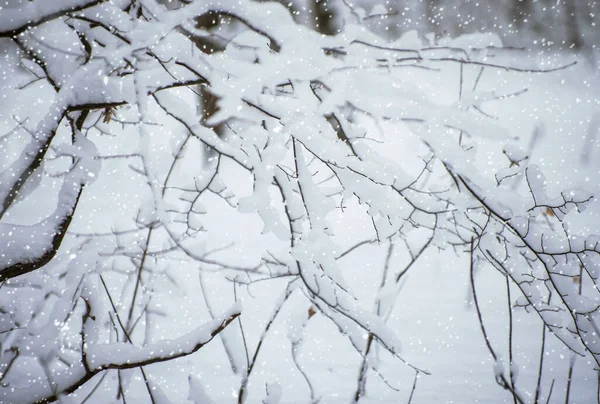 Фон Снігу Гілках Дерев — стокове фото