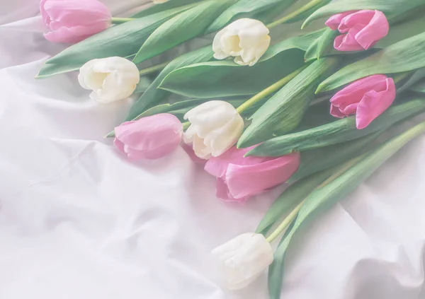Rosa Bianco Tulipano Sfondo — Foto Stock
