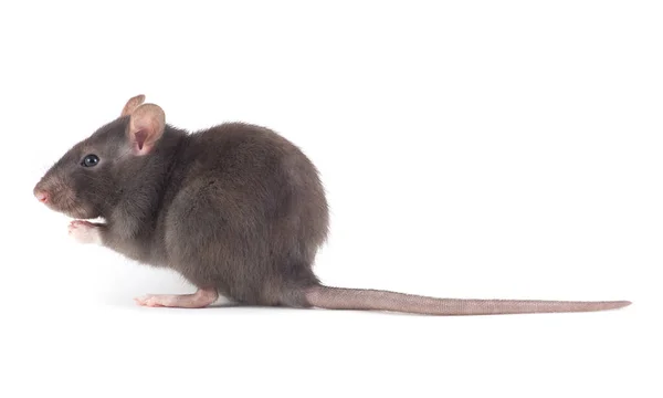 Rat Gros Plan Isolé Sur Fond Blanc — Photo