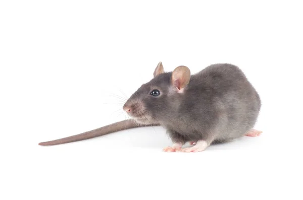 Rat Close Isolated White Background — Stock Photo, Image
