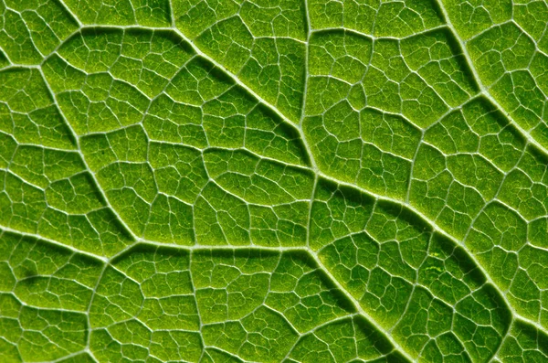 Zöld Levél Textúrája Háttérként — Stock Fotó