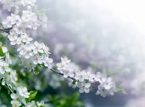 Cherry Branch Beautiful Background — Stock Photo, Image