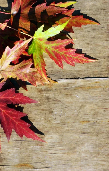 Herbstblätter Über Hölzernem Hintergrund — Stockfoto