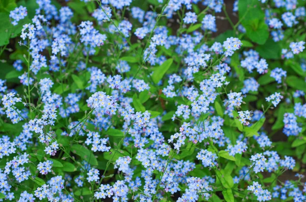 Bahar Çayırında Küçük Mavi Unutma Beni Çiçekleri — Stok fotoğraf