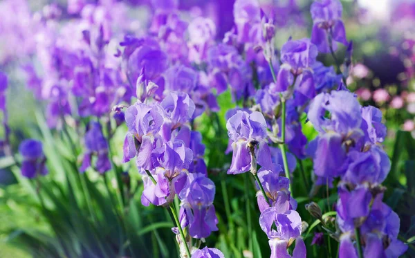 Iris Variopinti Nel Giardino Giardino Perenne — Foto Stock