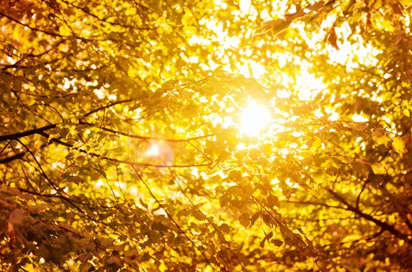 Listy Větvích Podzimního Lesa — Stock fotografie