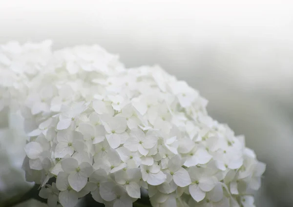 Цветущие Белые Гортензии Полном Расцвете — стоковое фото