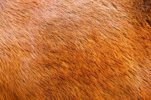 Brązowy Koń Teksturowanej Bliska — Zdjęcie stockowe