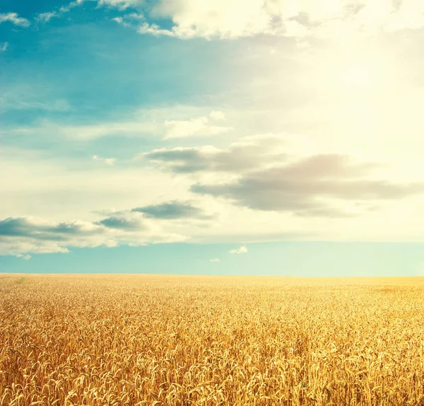 Buğday Tarlası Güneşli Mavi Gökyüzü — Stok fotoğraf