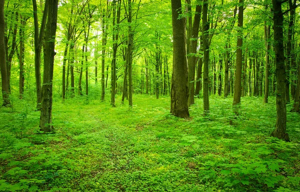 Лісовий Пейзаж Вранці — стокове фото