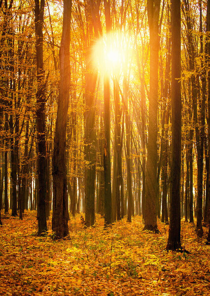 Золотой осенний лес с солнечными лучами

