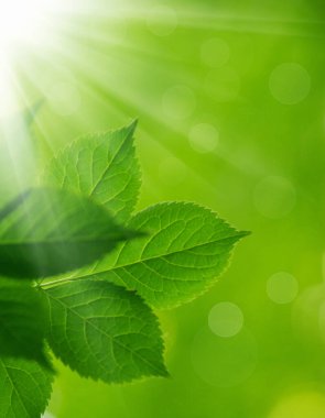 yeşil arka plan üzerinde yeşil yaprakları