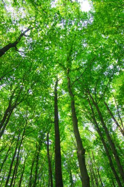 orman manzarası sabah