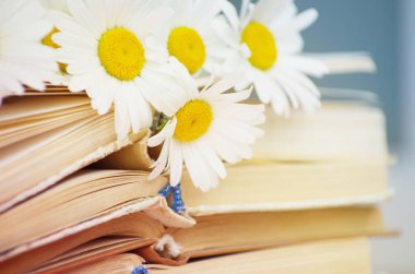 Papatya çiçeği kitaplar