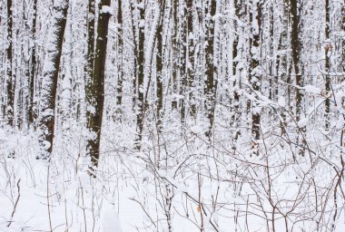 Kışın kar kaplı ağaçlar arka plan