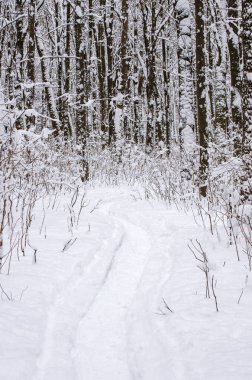 Kışın kar kaplı ağaçlar arka plan