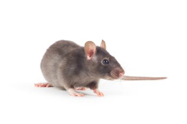  Beyaz arka plan üzerinde izole sıçan yakın çekim