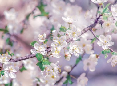 Güzel arkaplanı olan kiraz dalı