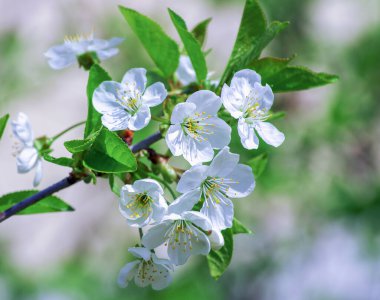 Güzel arkaplanı olan kiraz dalı