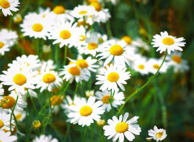 yaz çiçek papatya çiçekleri çayır üzerinde