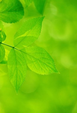 Yeşil yapraklar yeşil arka planlar