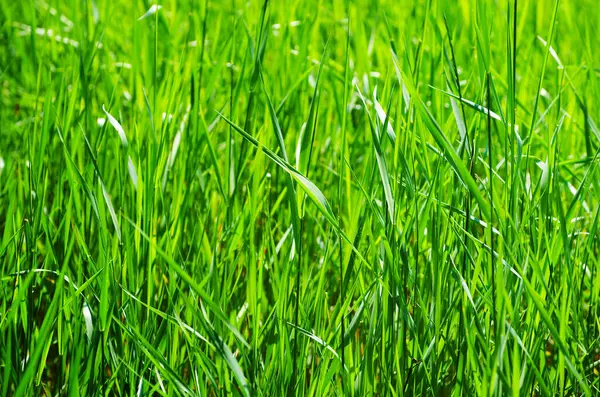 seçici odak ile yeşil çim arka plan