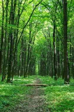  orman manzarası sabah