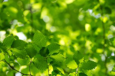 Yeşil yapraklar yeşil arka planlar