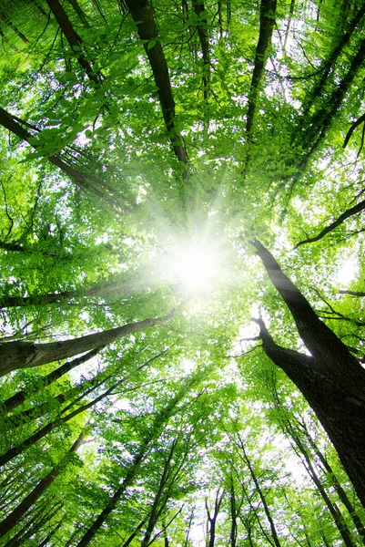 orman manzarası sabah